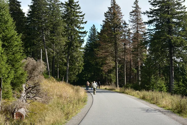 Harz National Park — Stock Photo, Image