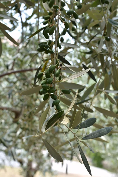 Olivenbaum mit unreifen Oliven — Stockfoto