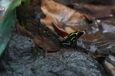 zehirli ok kurbağası
