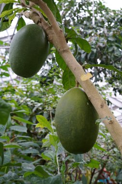 Calabash ağacında tropikal orman