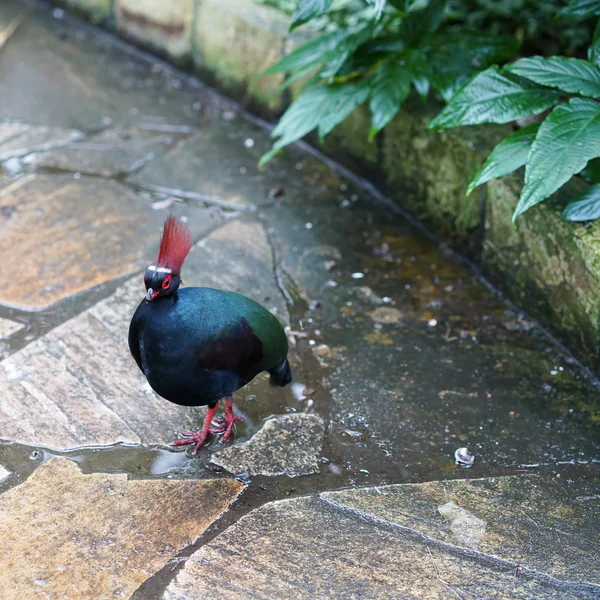 Crested Partridge on a footpath — Stock Photo, Image