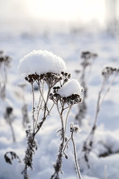 Snowed plant in winter — Stock Photo, Image