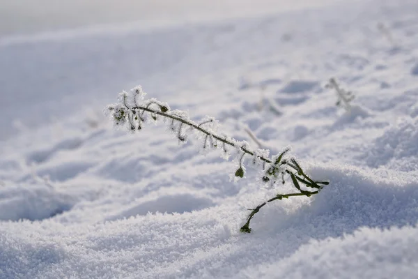 Plante enneigée en hiver — Photo