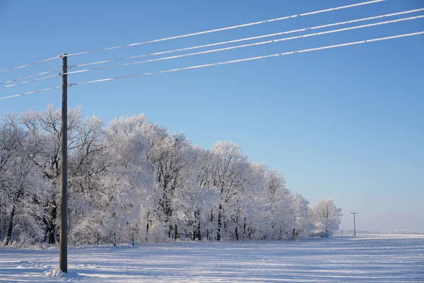 겨울의 나무들 — 스톡 사진