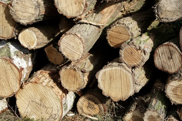 Sawed off tree trunks — Stock Photo, Image