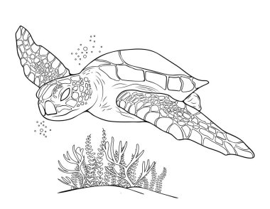 Deniz Kaplumbağası Renk Sayfası