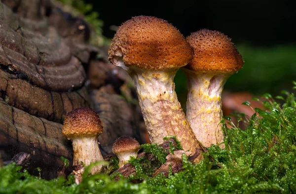 Junger Honigagarenpilz wächst im grünen Moos — Stockfoto