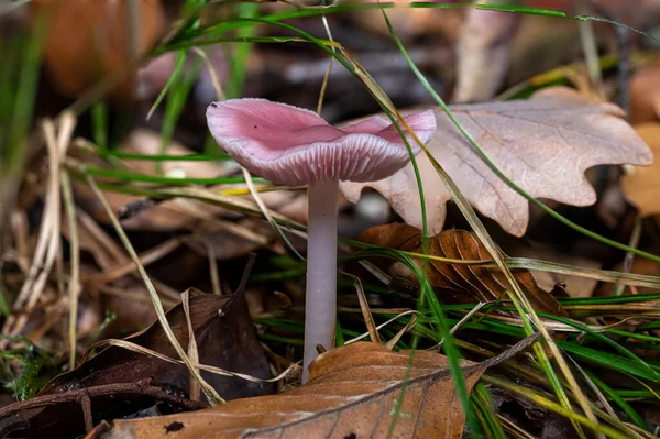 Funil de laca roxa no musgo no chão da floresta contra um fundo escuro — Fotografia de Stock