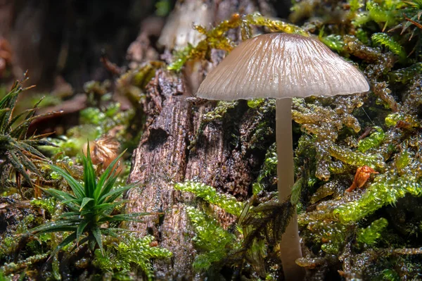 Макро знімок яскравого гриба, звичайний капелюх, міцена, на дереві пень у вологому морі — стокове фото