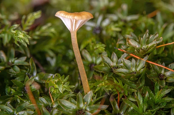 Makroaufnahme Eines Kleinen Hellen Pilzes Mit Trichterförmiger Kappe Grünem Moos — Stockfoto