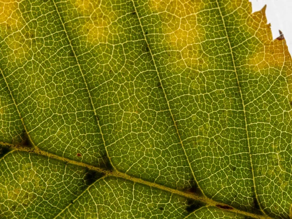 Undersidan av ett genomskinligt höstlöv i olika nyanser. — Stockfoto