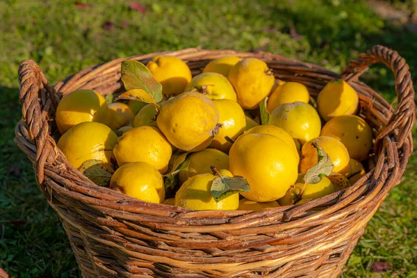 Les coings jaunes mûrs reposent dans un panier en osier sur un fond flou — Photo