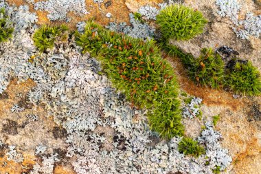 Makro çiçekli yosun görüntüsü, kumtaşında parlak bir liken var.
