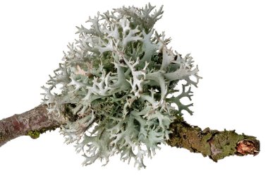 Macro shot of a lichen on a dead branch isolated on white clipart
