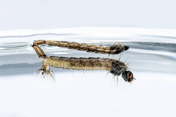 Larvas babosas cuelgan en la superficie del agua —  Fotos de Stock