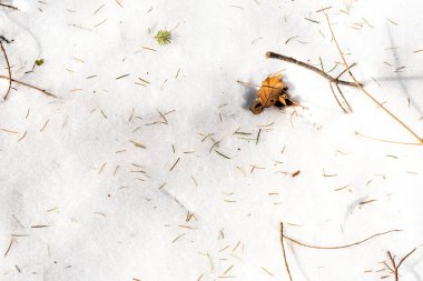 Karla kaplı beyaz orman zemininde çam iğneleri ve kayın ağaçları