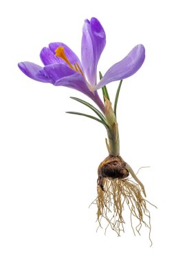 Çiçekli, yapraklı, köklü ve soğanlı mor krukus.