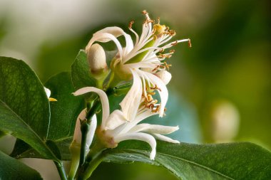 Ağaçtaki limon çiçeklerini bulanık bir arkaplana karşı kapat