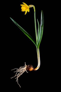 Soğanlı ve çiçekli tam sarı nergis.