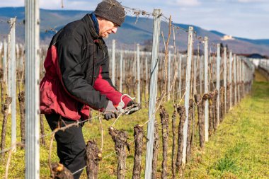 Genç adam bir üzüm bağındaki sarmaşık dallarını bulutlu bir gökyüzüne bağlar.