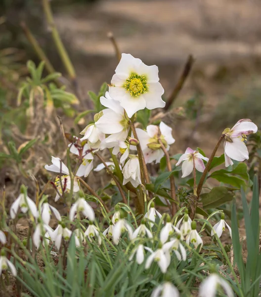 Blooming snow rose or Christmas rose grows between snowdrops in front of a blurred background