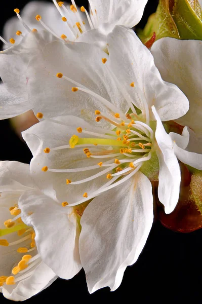 Macro shot of a cherry blossom with stamens and petals