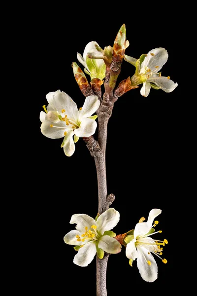 Detail Shot Branch Plum Tree Flowers Buds Leaves Isolated Black — Stock Photo, Image