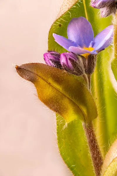 Nahaufnahme einer Vergissmeinnicht-Blume mit Knospe und Blättern — Stockfoto