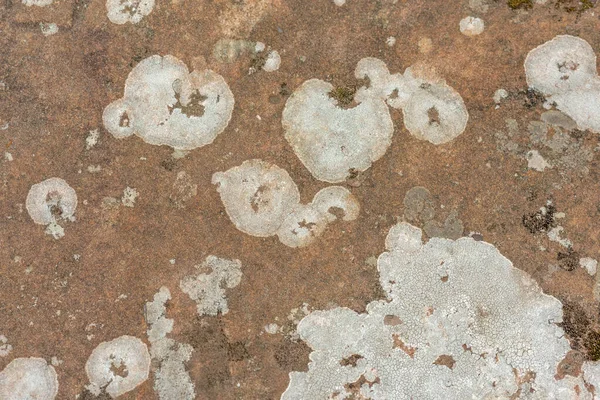 Nahaufnahme einer grünen Flechte auf einem alten Sandstein — Stockfoto