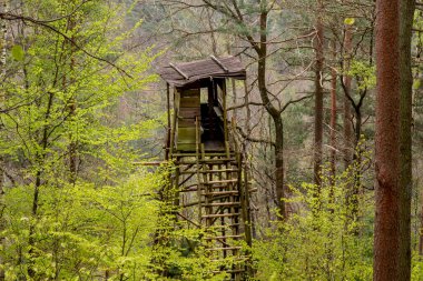 İlkbaharda çam ağaçlarıyla bir dağ yamacında yüksek koltukları avlar.