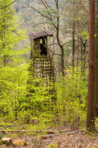 Hunters high seat on a mountain slope in spring with pine trees