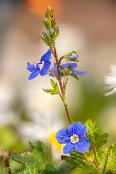 Részlet a Veronica Speedwell növény virágairól Stock Kép