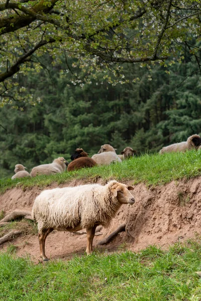 Bílá Ovce Stojí Louce Před Svahem Zeleném Pozadí — Stock fotografie