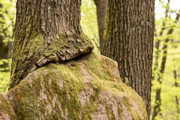 Velký Pískovcový Kámen Lese Který Vyrostl Strom Kopií Prostoru — Stock fotografie