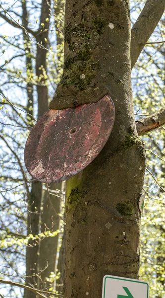 Sinal Velho Com Teias Aranha Uma Árvore Coberta Musgo Céu — Fotografia de Stock