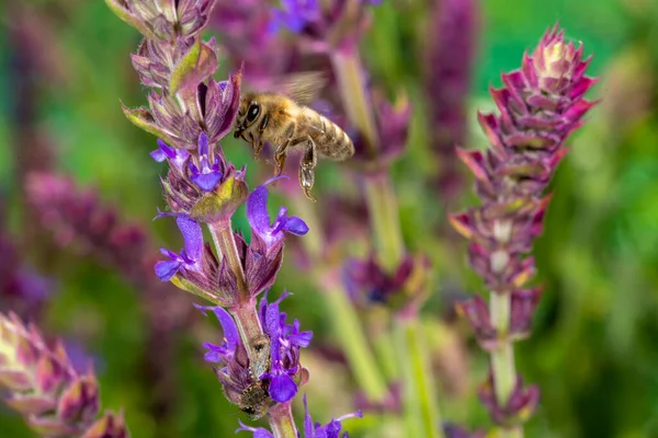 Honigbiene im Frühling fliegt zur Rosmarinblüte lizenzfreie Stockfotos