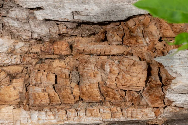 Old and decayed interface of a felled tree with green leaves — Stock Photo, Image