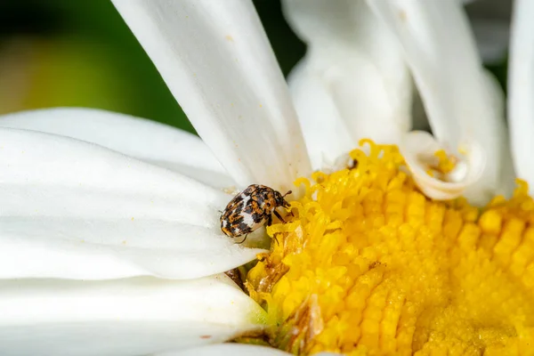 Beyaz papatya çiçeğinin üzerindeki küçük renkli halı böceği Anthrenus scrophulariae. - Stok İmaj