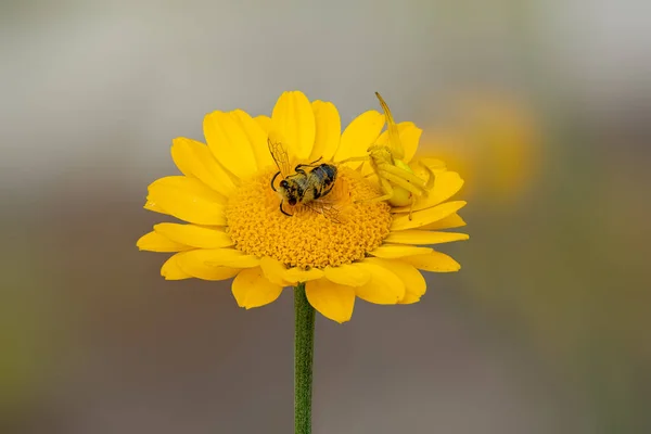 Misumena Vatia Flower Crab Spider Bee Yellow Aster Flower — Stock Photo, Image