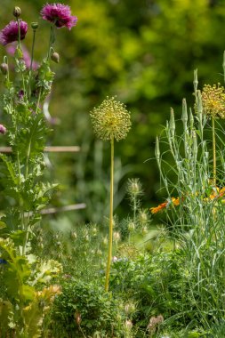 Çiçekler arasında yeşil bir arka planda uzun bir sapı olan soğan çiçeği.