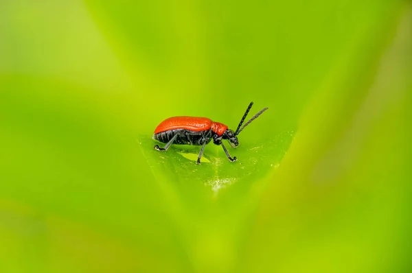 Yeşil arka planda, yaprağın üzerindeki küçük kırmızı pastırma böceğinin yan görüntüsü. — Stok fotoğraf
