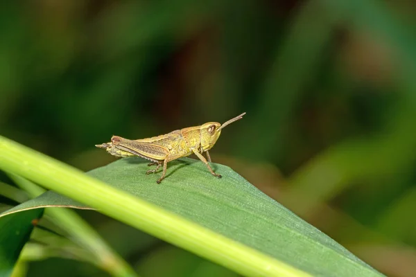 Grasshopper sits on a leaf against a blurred background — Stock Photo, Image
