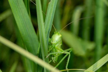 Çayırdaki çayırda büyük yeşil saman atı