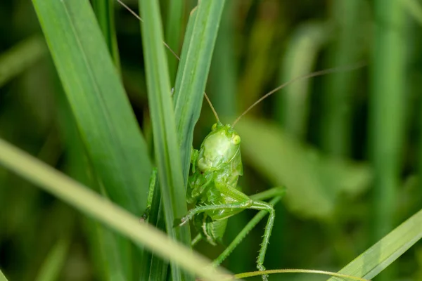 초원의 커다란 초록빛 — 스톡 사진
