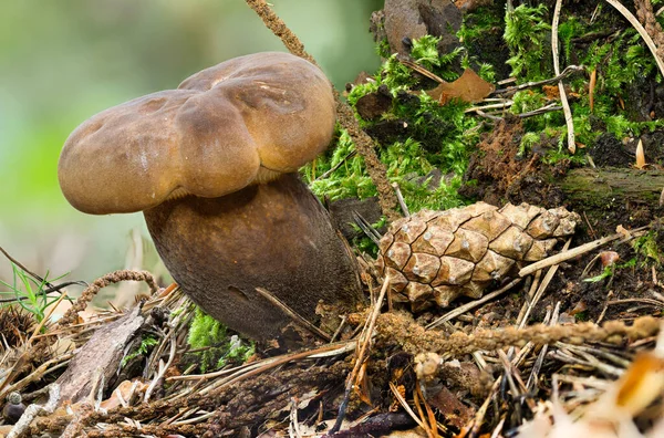 먹을 수있는 어린 갈색 버섯 이 이끼 속에 들어 있는 푸르스름 한 밀크 캡을 자세히 들여다본 모습 — 스톡 사진