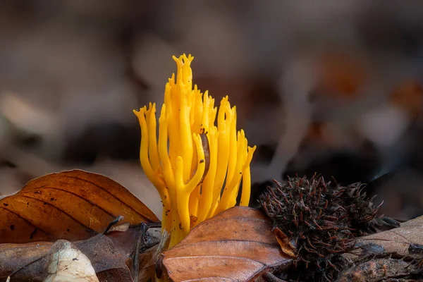 Gelbe klebrige Hörnchen, Calocera viscosa, Pilz auf dem Waldboden — Stockfoto