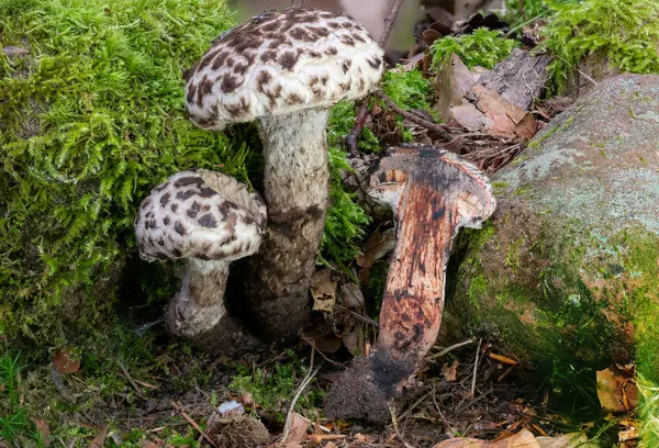 Vista detalhada de um Velho Homem da Floresta Cogumelo Strobilomyces strobilaceus inteiro e pela metade — Fotografia de Stock