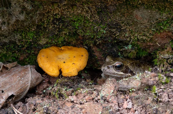 Camouflaged common frog sits next to a yellow chanterelle in a crevice — Stock Photo, Image