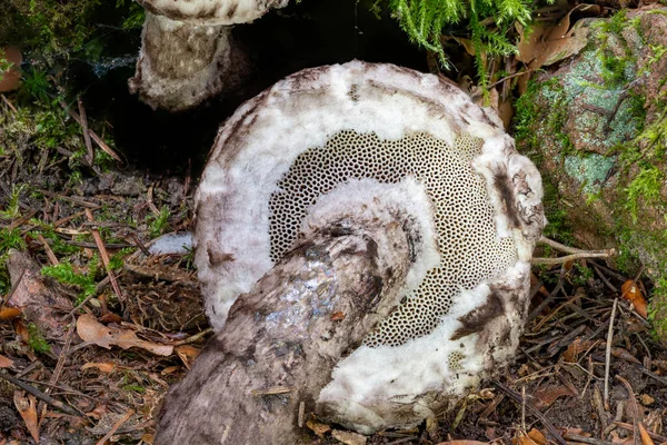 Detail shot of the bottom of a Old Man of the Woods Mushroom Strobilomyces strobilaceus