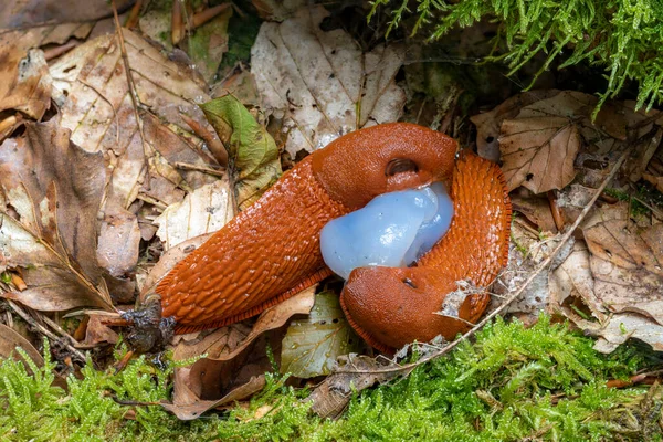Two red spanish slugs mating on the forest floor — Photo